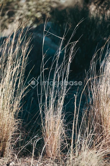 Sunlit Grasses