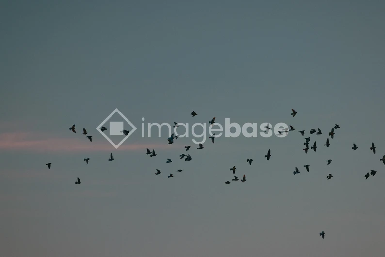 Flock in Flight