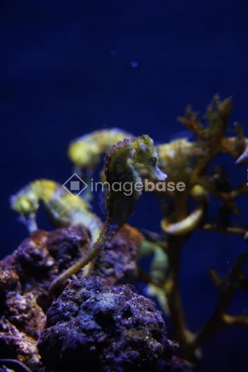 Seahorses in Marine Habitat