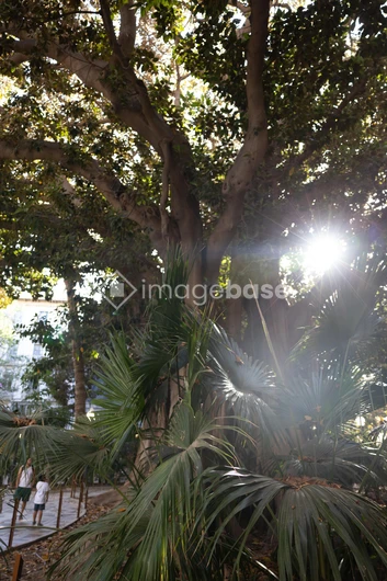 Sunlight Through Trees