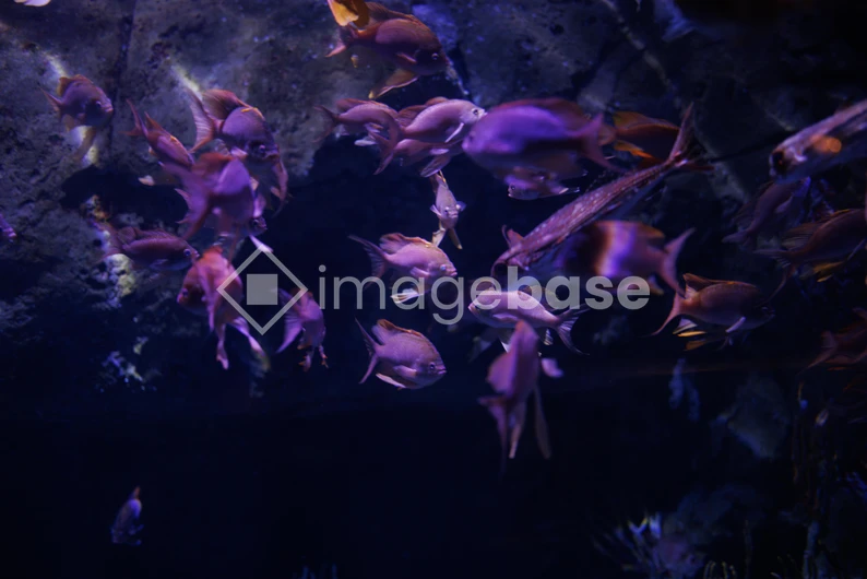 Underwater School of Fish