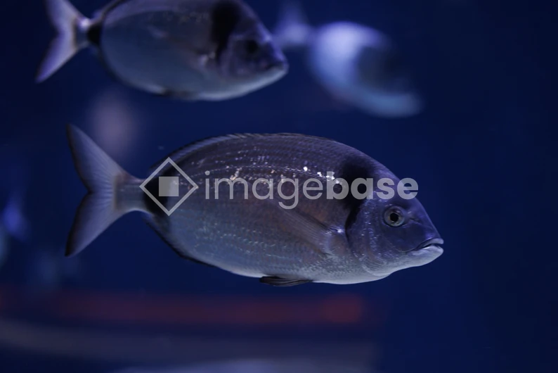Swimming Fish in Aquarium
