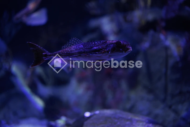 Underwater Fish
