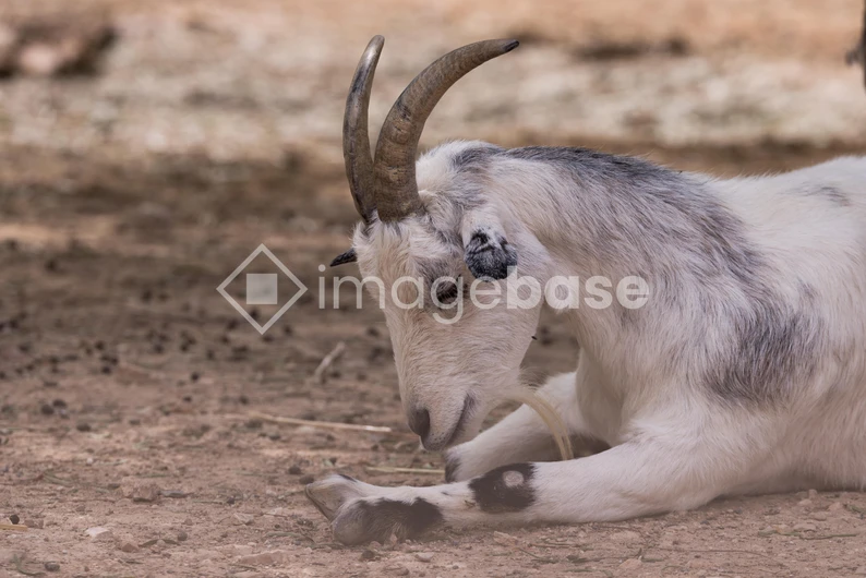 Resting Goat
