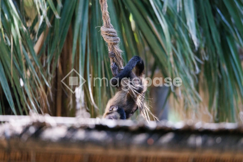 Monkey on a Rope