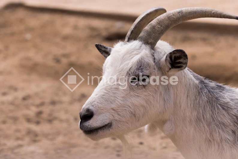 Serene Goat Resting