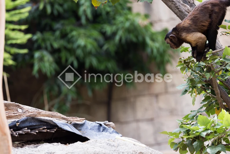Monkey Amongst Trees