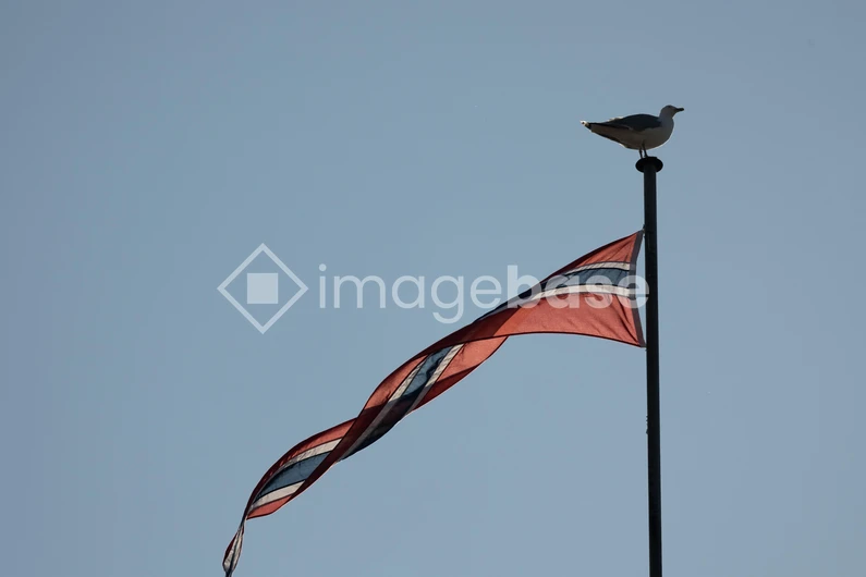 Seagull on Flagpole