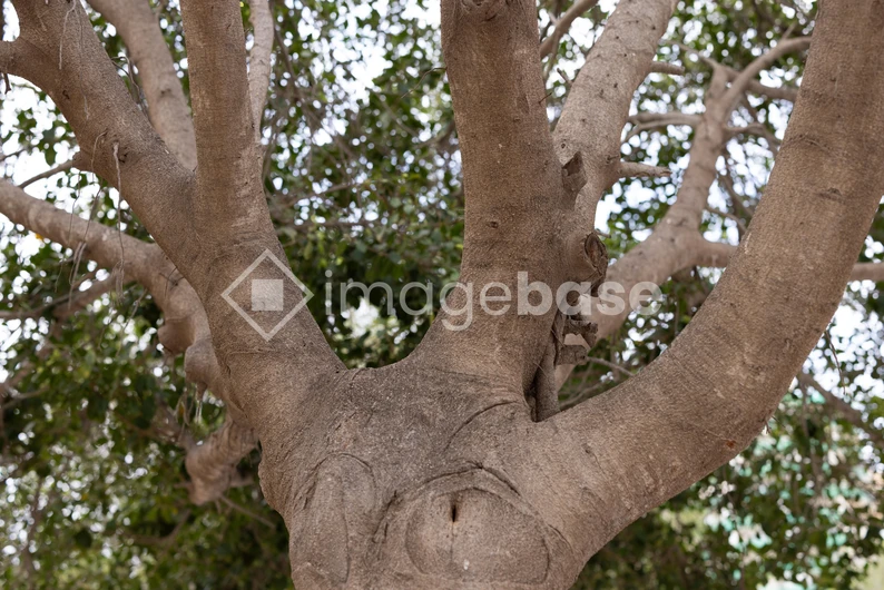 Majestic Tree Trunk