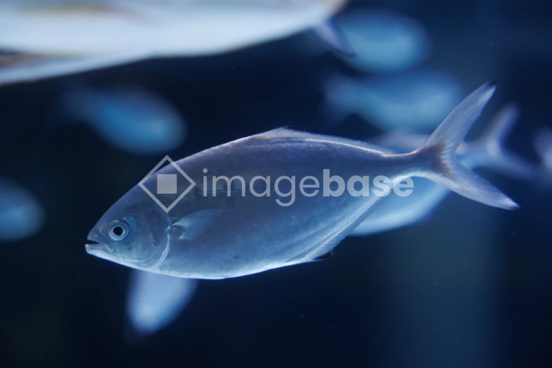 Swimming Fish in Aquarium