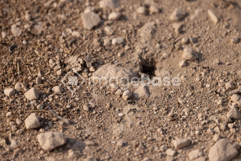 Rocky Terrain Texture