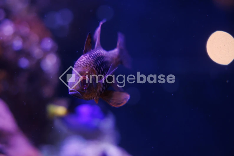 Underwater Serenity