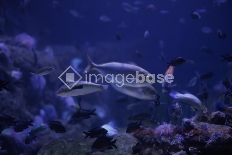 Underwater Aquarium Scene