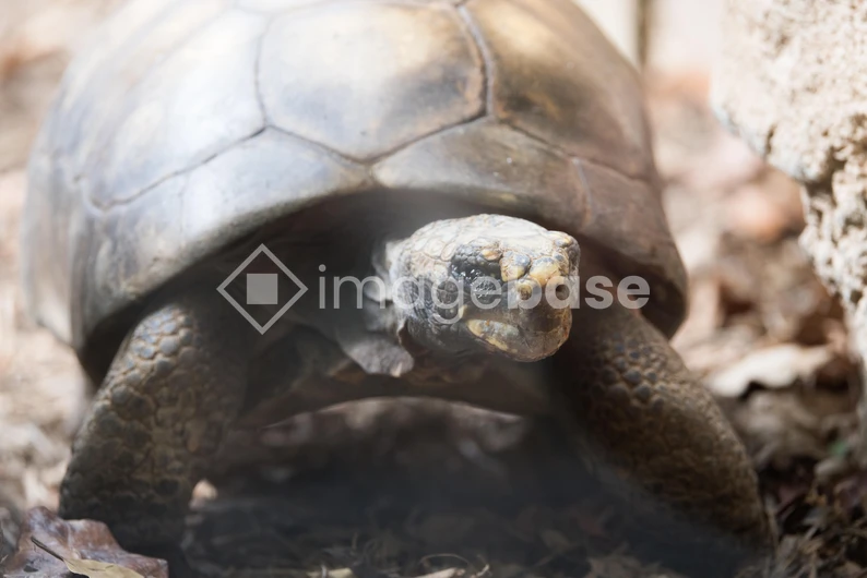Tortoise on the Move