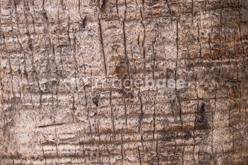 Textured Bark Close-Up