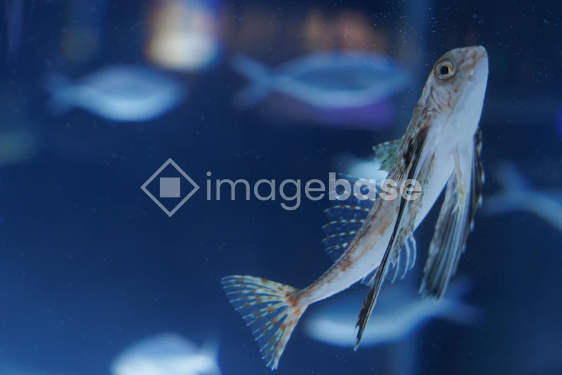 Aquatic Life in Focus