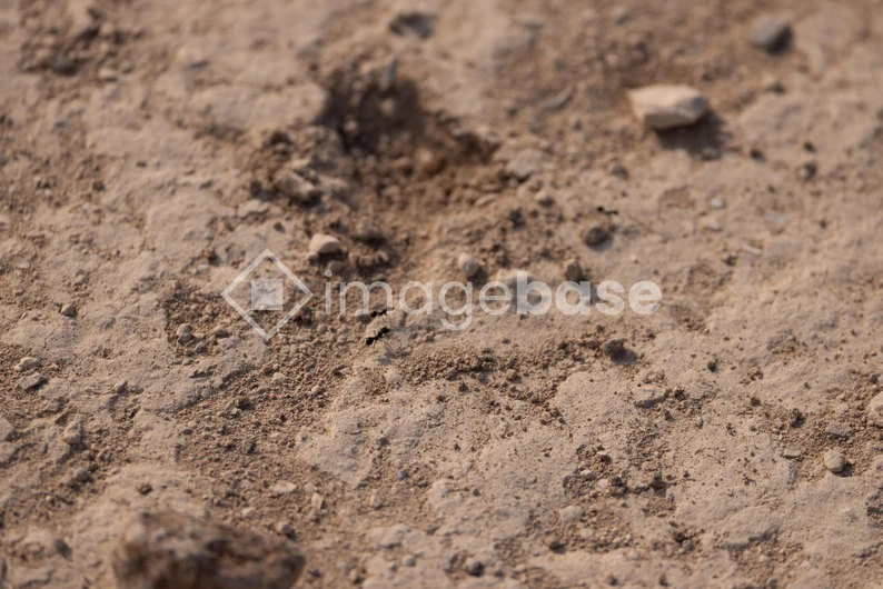 Close-up of a Sandy Surface