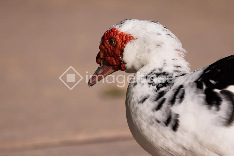 Close-up of a Muscovy Duck