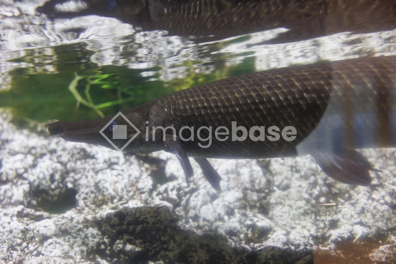 Underwater Fish View