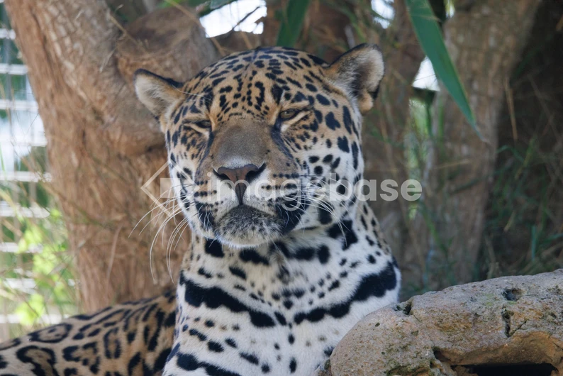 Resting Jaguar