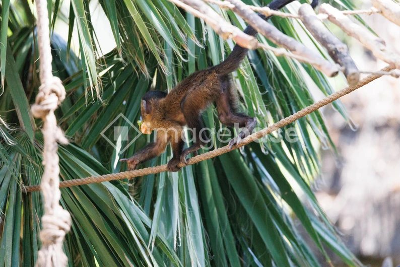 Monkey Balancing on Rope