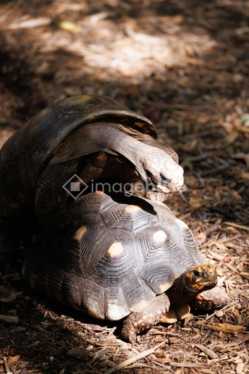 Tortoises in Natural Habitat