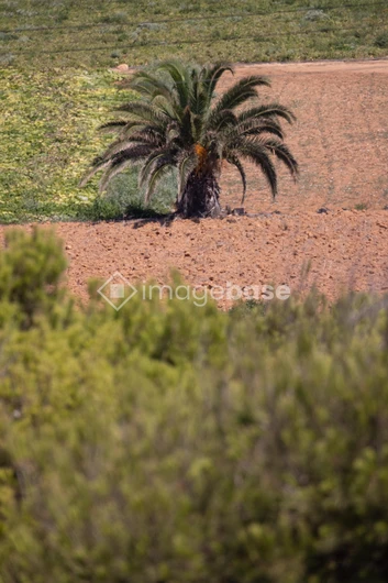 Lone Palm in Arid Landscape