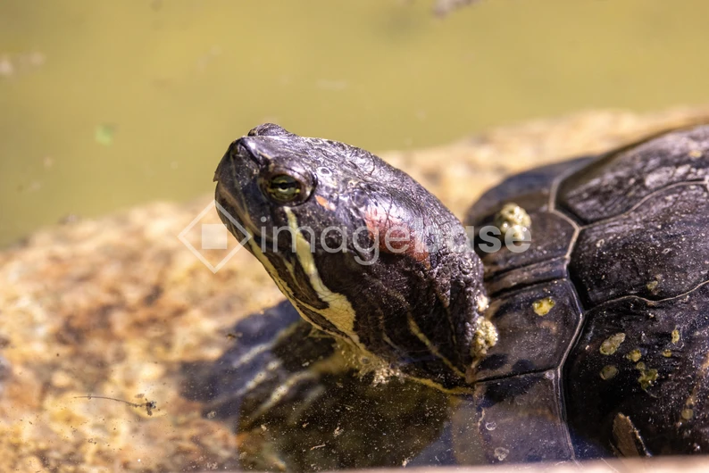 Turtle in the Sun