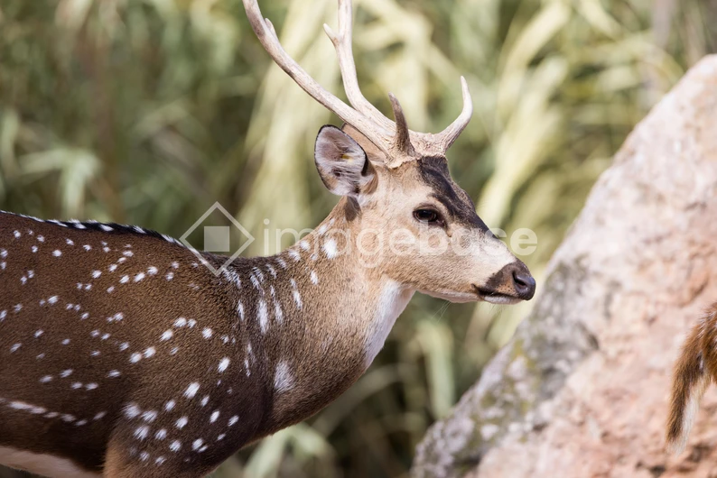 Graceful Deer in Natural Habitat