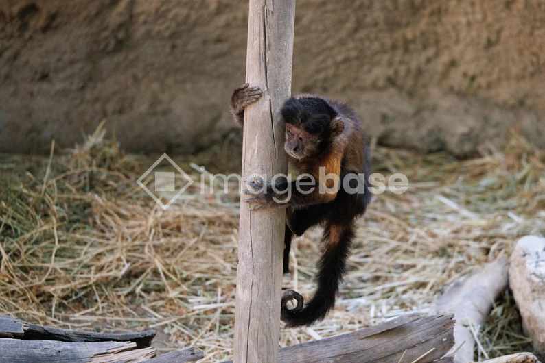 Monkey in Natural Habitat