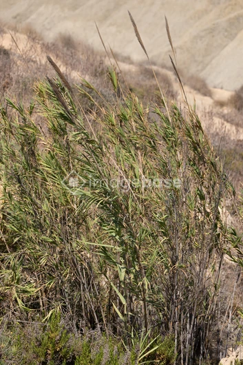 Wind-Blown Reeds