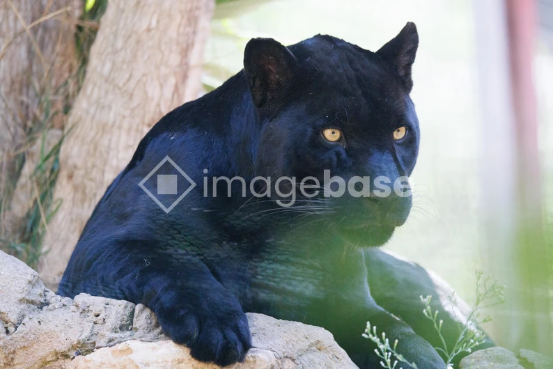Resting Panther