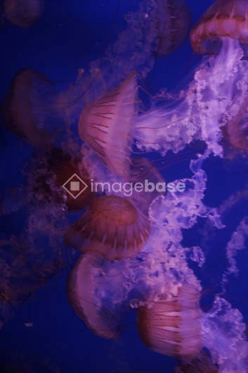 Mystical Jellyfish