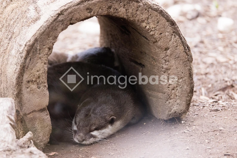 Resting Otters