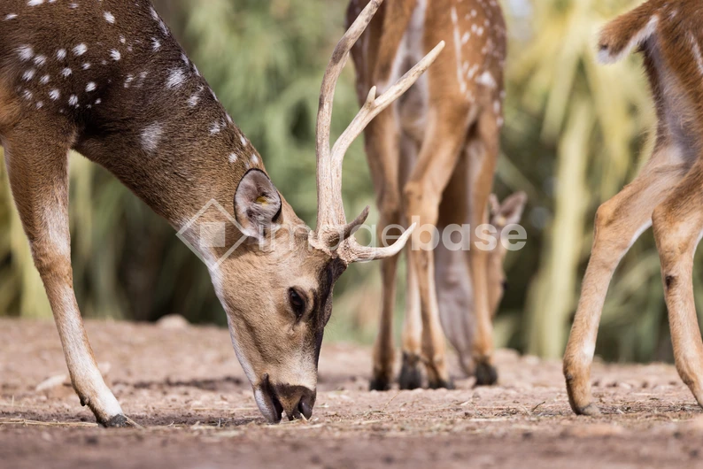 Grazing Deer in Natural Habitat