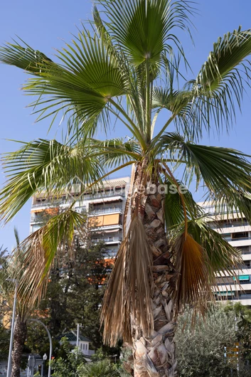 Palm Tree in Urban Setting