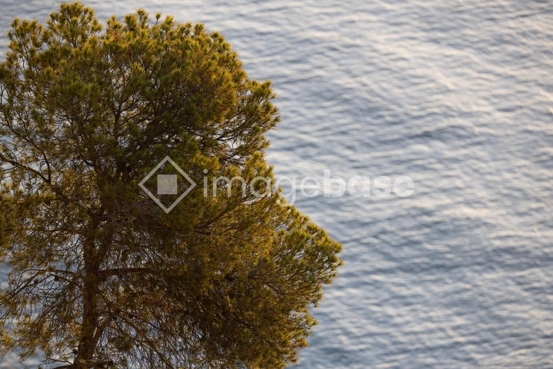 Coastal Tree Overlooking the Sea