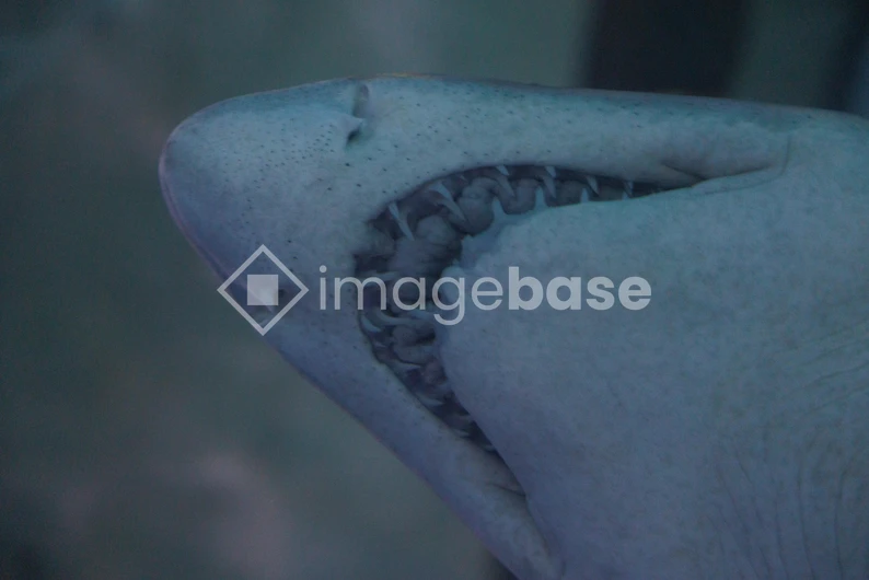 Shark's Profile Close-Up