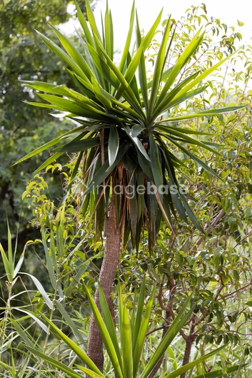 Lush Tropical Foliage