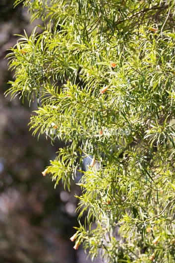 Lush Green Foliage