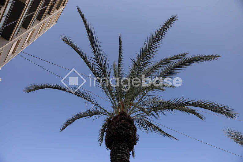 Palm Tree with Building
