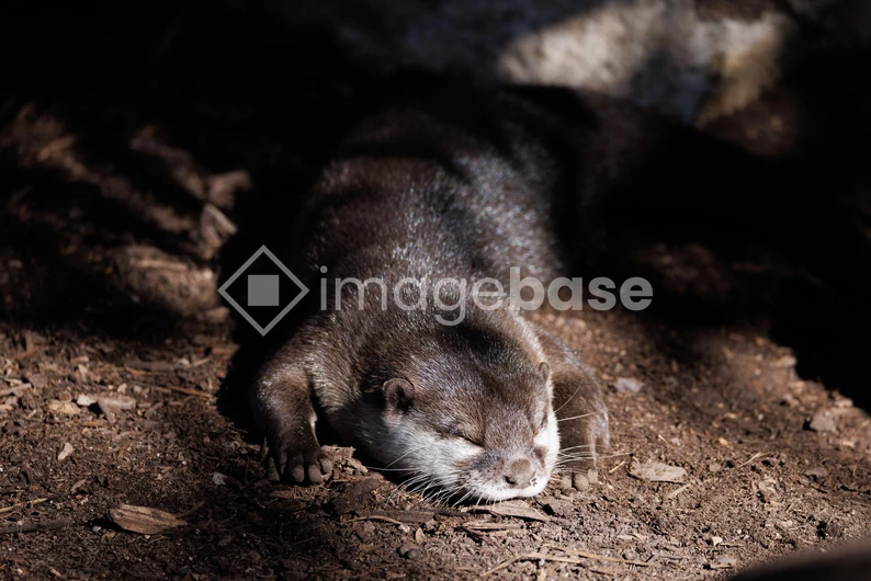 Sleeping Otter