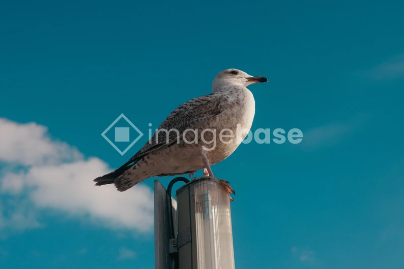 Seagull Perched on Lamp Post