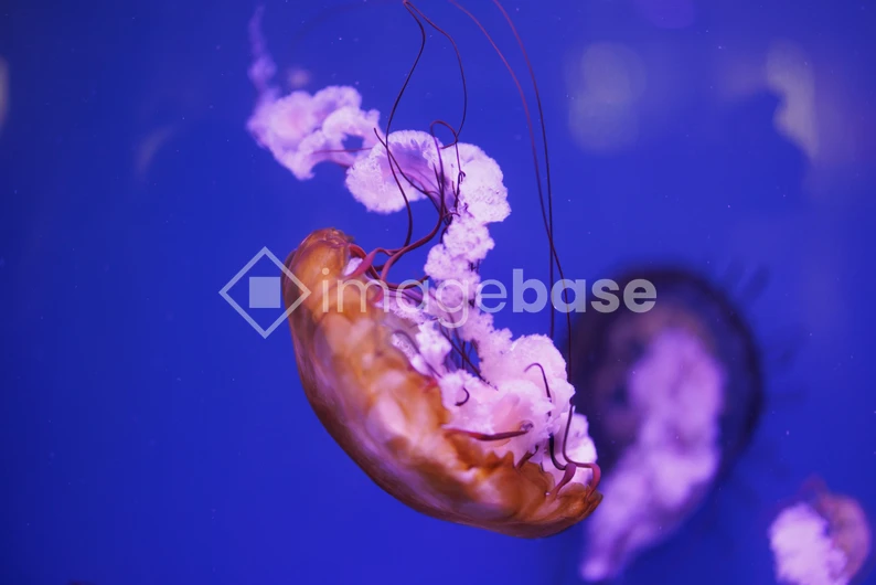 Mesmerizing Jellyfish