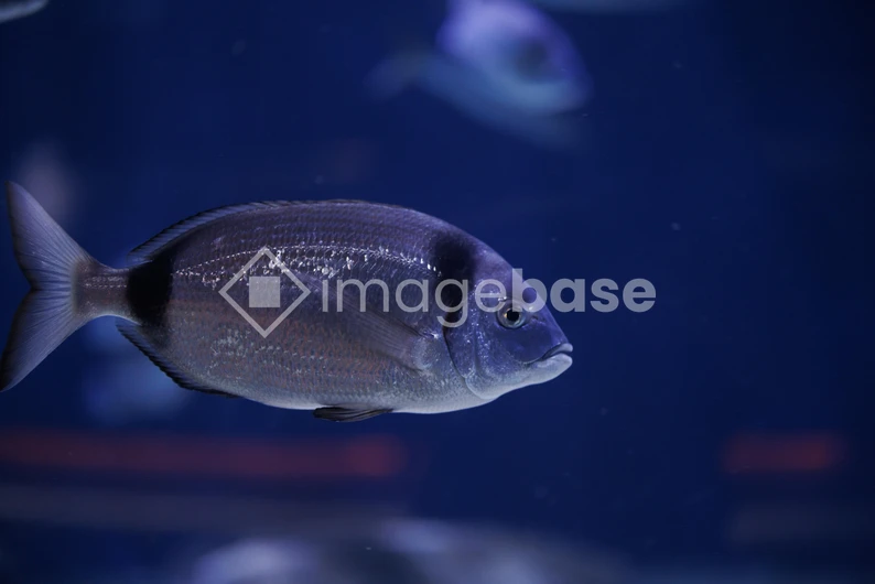 Serene Underwater Scene