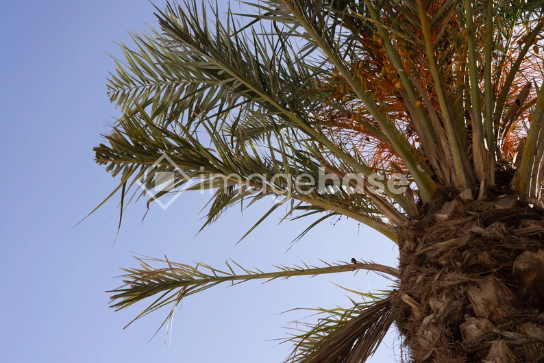 Palm Tree Against Blue Sky