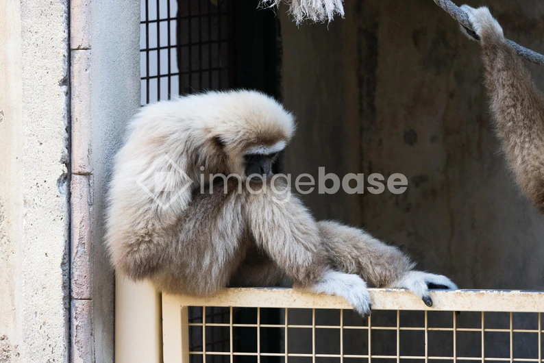 Thoughtful Gibbon in Enclosure
