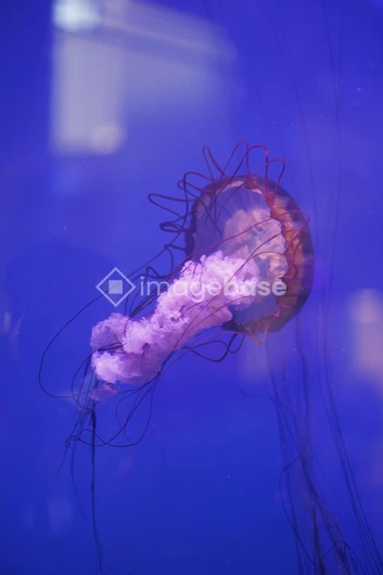 Graceful Jellyfish in Blue Waters
