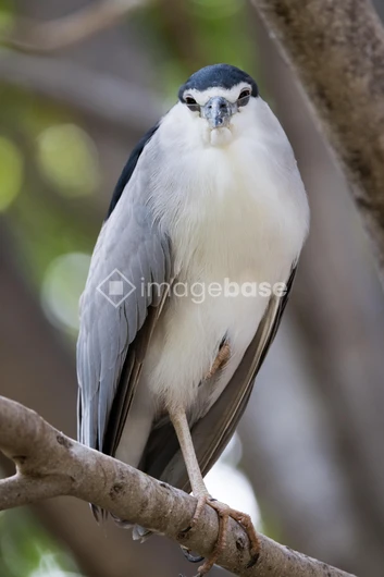 Majestic Bird on Branch