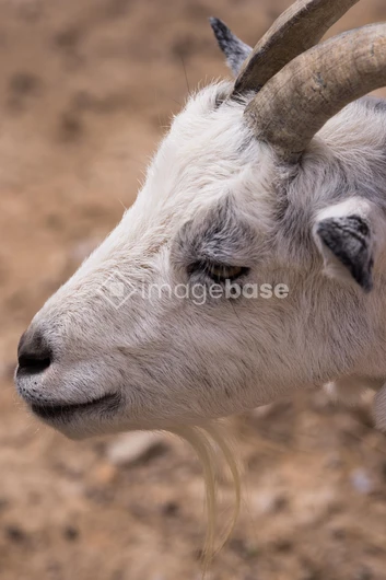 Close-up of a Goat